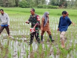 Babinsa Koramil 04/Salang Lakukan Pendampingan Cek Bibit Padi di Desa Mutiara