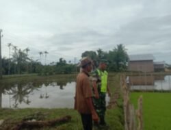 Babinsa Bersama Petani Memantau Bibit Padi
