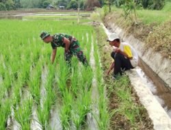 Babinsa Koramil 1003-01/Telaga Langsat Bantu Petani Tanam Padi, Wujudkan Ketahanan Pangan