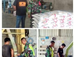 Cegah Kelangkaan Beras Pasca Banjir, Danramil 03 Kaway XVI Kerahkan Babinsa Periksa Stok di Kilang Padi