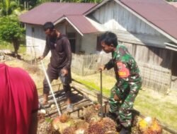 Babinsa Bantu Angkut Buah Sawit Warga, Pantau Stabilitas Harga di Setia Bakti