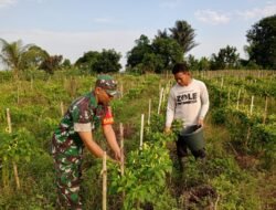 TNI Dukung Ketahanan Pangan, Babinsa Bantu Petani Lombok