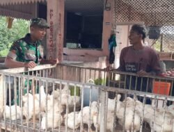 Babinsa Koramil 03 Komsos dengan Pedagang Ayam di Pasar Lhok Buya
