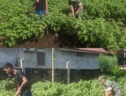 Babinsa Koramil 04/Meureubo Bantu Petani Pruning Tanaman Terong Ungu