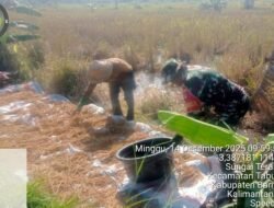 Babinsa Tabunganen Bantu Petani Menjemur Padi, Dukung Program LTT