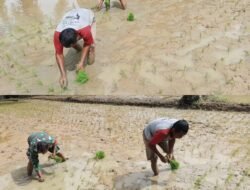 Serda Zulkifli Babinsa Koramil 09/Samatiga Turun ke Sawah Bantu Petani Tanam Padi di Desa Pinem