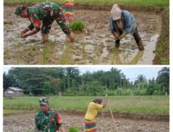 Babinsa Koramil 07/Johan Pahlawan Bantu Petani Menanam Padi