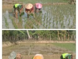 Babinsa Dampingi Warga Tanam Padi di Desa Cot Buloh