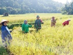 Babinsa Jajaran Korem 012/TU Dampingi Petani Panen Padi di Simeulue