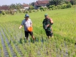 Babinsa Bantu Petani Pemupukan Padi Demi Hasil Panen Maksimal
