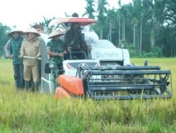 Danrem 012/TU Bersama Forkopimda Laksanakan Panen Raya Padi di Seunagan
