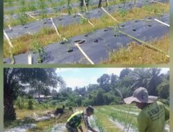 Sukseskan Pertanian, Babinsa Koramil 02/Woyla Dampingi Petani Cabai Merah Guna Memberikan Motifasi