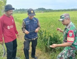 Babinsa Koramil Jaya Bersama PPL dan Poktan Cek Kondisi Tanaman Padi di Desa Lhuet