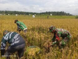 Babinsa 1203-09/Tumbang Titi Dampingi Panen Raya Padi Poktan Margo Mulyo di Desa Piansak