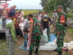 Babinsa Koramil 1005-08/Anjir Muara Turun Langsung Dampingi Panen Raya Padi di Desa Beringin Jaya