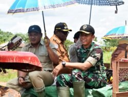 Dandim 1707/Merauke Bersama Bupati Panen Raya Padi di Lahan CSR