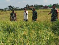 Babinsa Bersama Petani Cek Kondisi Padi Memasuki Fase Pembentukan Bulir