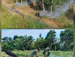 Tingkatkan Ketahanan Pangan Babinsa Koramil 02/Woyla, Dampingi Petani Cabe di Wilayah Binaan