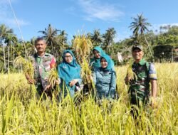 Jajaran Korem 012/TU Dukung Ketahanan Pangan Lewat Panen Padi Gogo di Kota Sabang