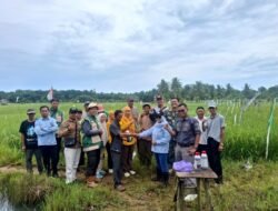 Koramil 1004-01/Pulau Sebuku Fokus Cegah Penyebaran Hama Wereng Padi