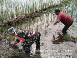 Babinsa Koramil 1005-10/Tamban Turun ke Sawah, Dukung Program Luas Tambah Tanam di Mekarsari