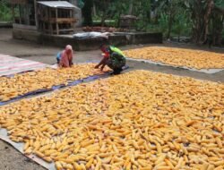 Babinsa Pasie Raya Bantu Warga Jemur Jagung Jelang Perontokan