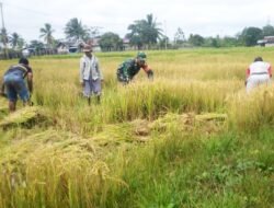Babinsa Koramil 1707-07/Elikobel Bantu Warga Panen Padi di Kampung Metaat Makmur