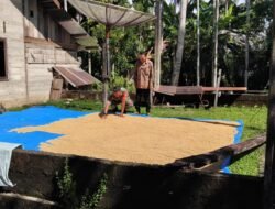 Kopda Baihaqi Dampingi Petani Jemur Padi di Sarah Raya