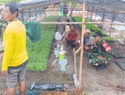 Dukung Ketahanan Pangan, Babinsa Koramil 1203-03/Kendawangan Dampingi Petani Tanam Cabai