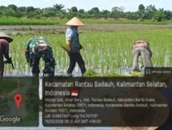 Semangat Babinsa Dampingi Petani: LTT Padi di Rantau Badauh Berlangsung di Tengah Ramadhan