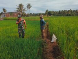 Babinsa Koramil 06/Teunom Tinjau Pertumbuhan Padi Petani di Paya Baro