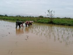 Pendampingan Babinsa Perkuat Sinergi Pertanian di Lokpaikat