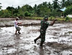 Koramil 1707-01/Muting Perkuat Sinergi dengan Petani di Lahan 0,5 Hektare