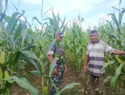 Di Balik Rimbunnya Jagung, Ada Peran Babinsa yang Setia Mendampingi