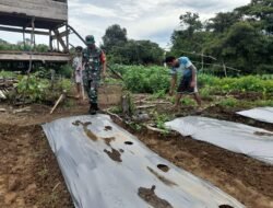 Babinsa Teunom Bantu Warga Siapkan Lahan Tanam Cabai di Seumira