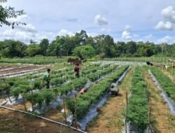 Jalan Lancar Berkat TMMD Ke-127 Kodim 0105/Aceh Barat, Distribusi Meningkat