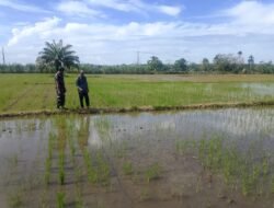 Babinsa Panga Kawal Budidaya Padi, Perkuat Ketahanan Pangan di Wilayah