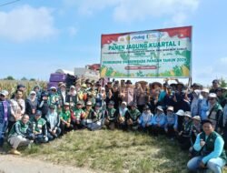 Koramil 1006-07/Banjarbaru Dampingi Panen Jagung Kuartal I 2026