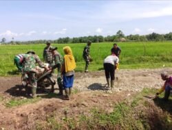 Satgas TMMD Ke-127 Kodim 0105/Abar Wujudkan Jalan Harapan Petani
