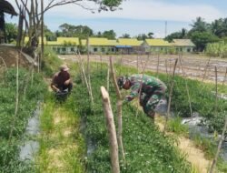 Jalan dan Ladang Menyatu dalam TMMD Ke-127 Kodim 0105/Abar