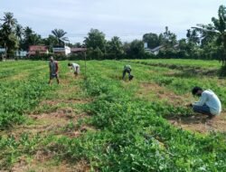 Jalan Dibentang, Jagung Ditumbuhkan Satgas TMMD