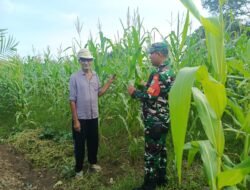 Babinsa Pasie Raya Dampingi Petani Jagung, Beri Solusi Tingkatkan Hasil Panen