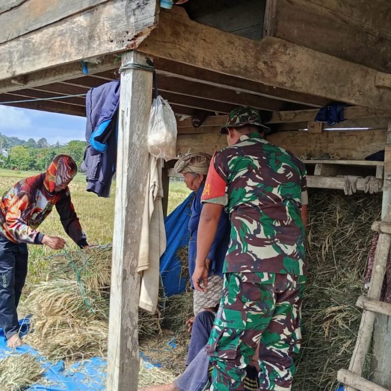 Sinergi TNI dan Petani, Babinsa Pasie Raya Percepat Proses Pengumpulan Padi