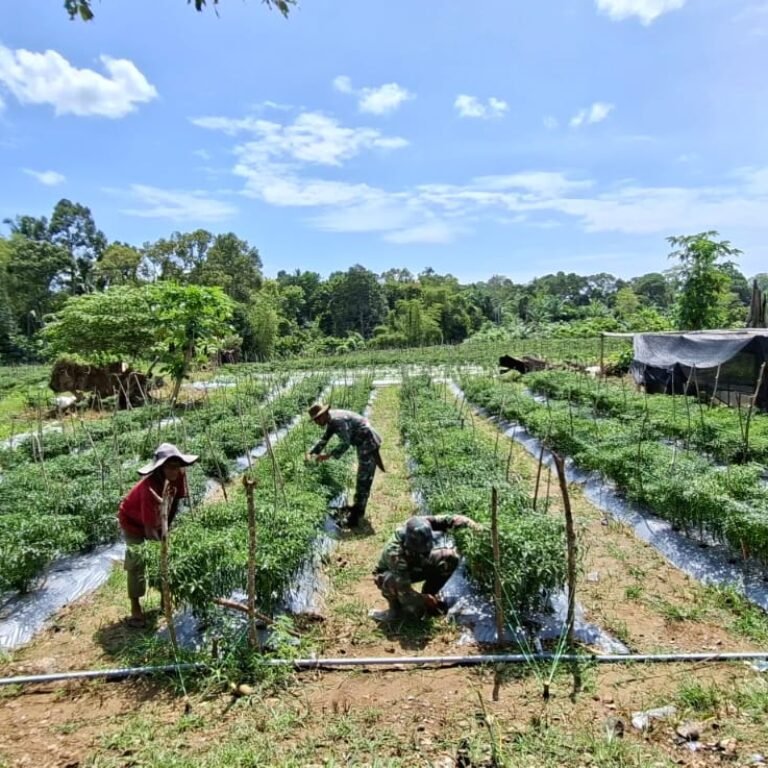 Cabai Merah Bergelantungan di Woyla, Buah Kerja TNI dan Warga