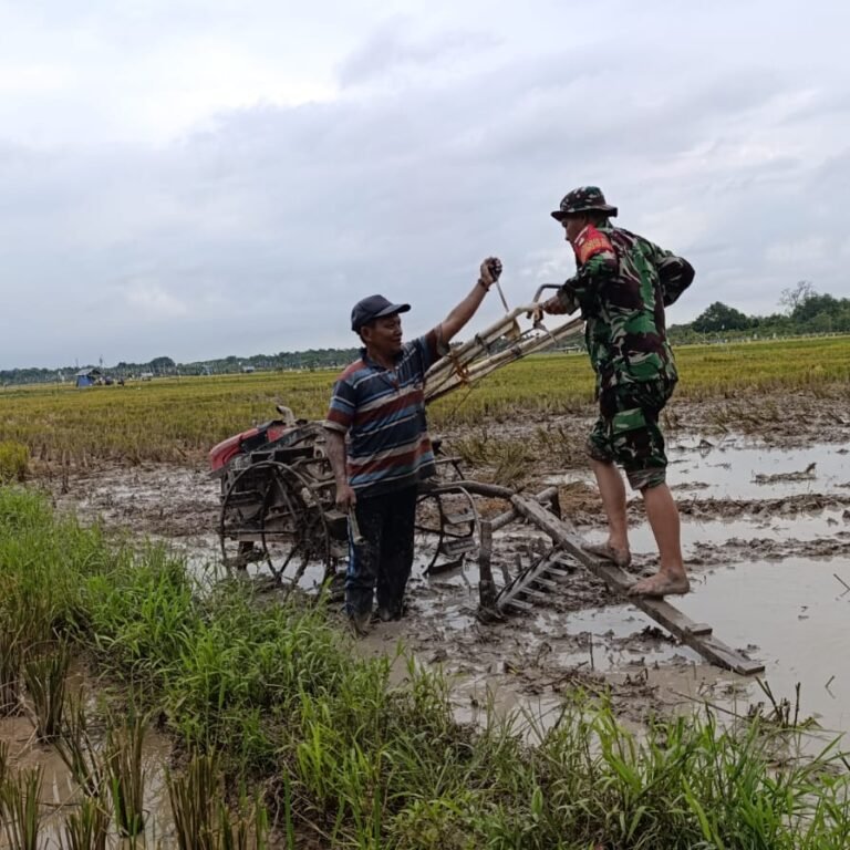 Babinsa Kodim 1010/Tapin Dampingi Petani Membajak Sawah di Desa Binderang
