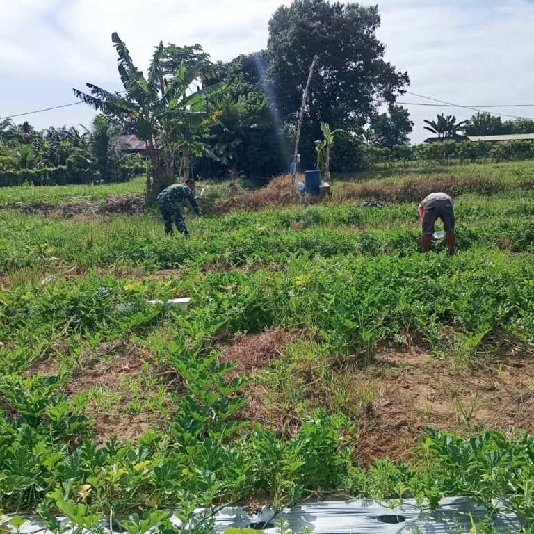 Pangkas Tunas Demi Buah Berkualitas, Satgas TMMD Dampingi Petani