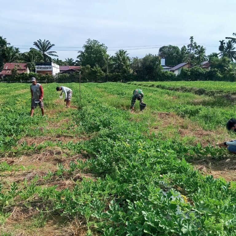 Pangkas Tunas, Panen Harapan: Cara Satgas TMMD Bantu Petani Desa