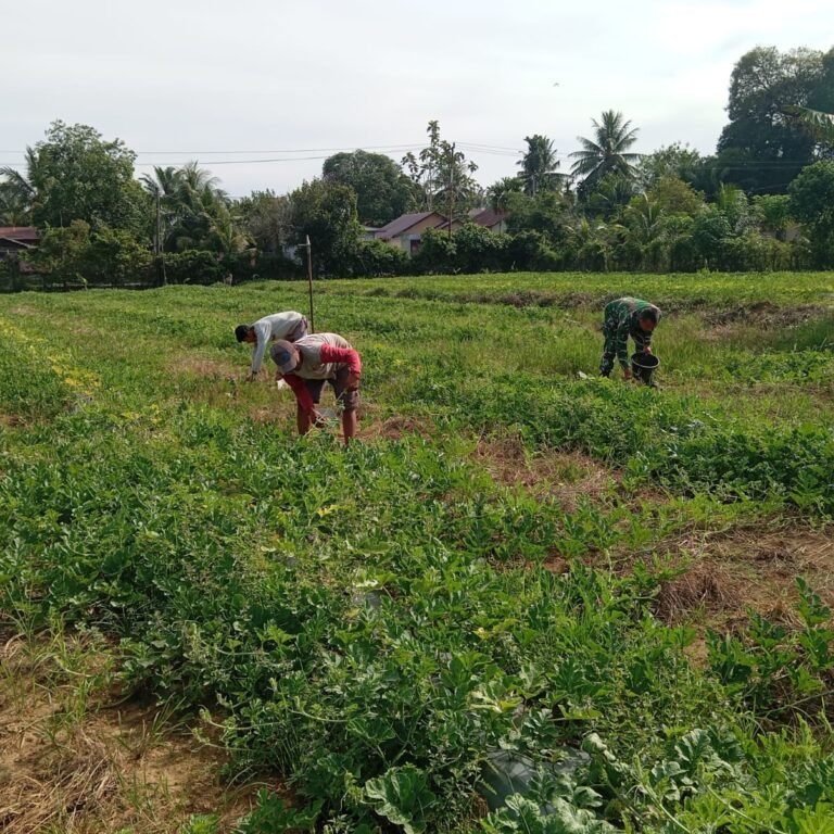 Satgas TMMD Kodim 0105/Abar Dampingi Petani Desa Pangkas Tunas Semangka