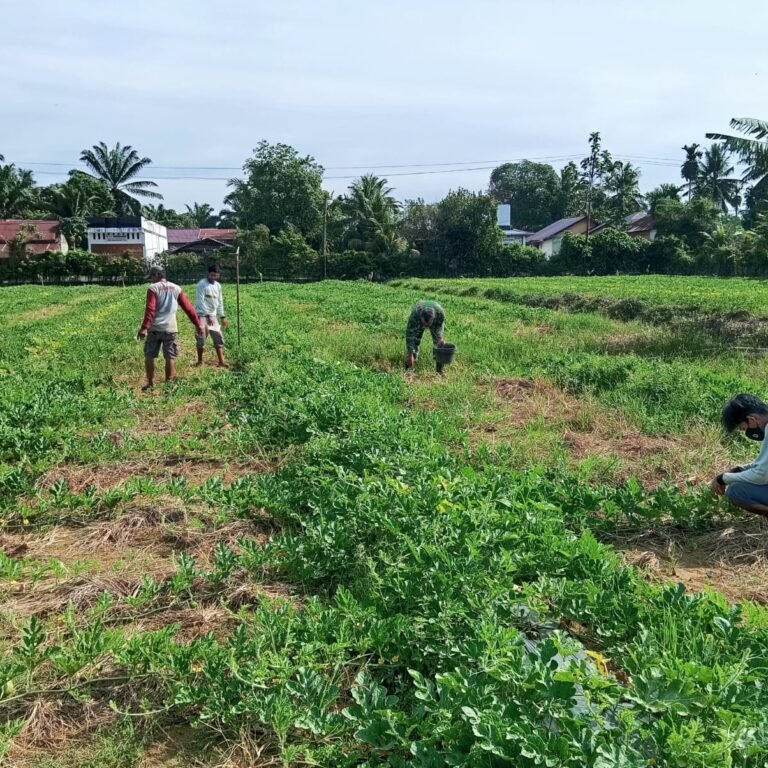 Sentuhan Tangan Satgas TMMD Jadikan Kebun Semangka Lebih Produktif