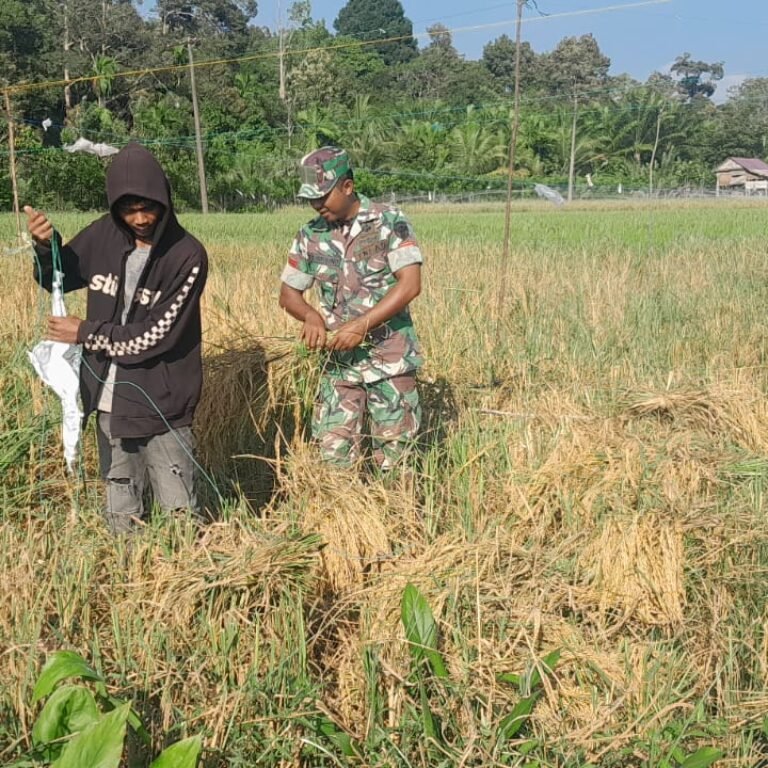 Babinsa Koramil 03/Setia Bakti Dampingi Petani Panen Padi di Desa Lhok Bot
